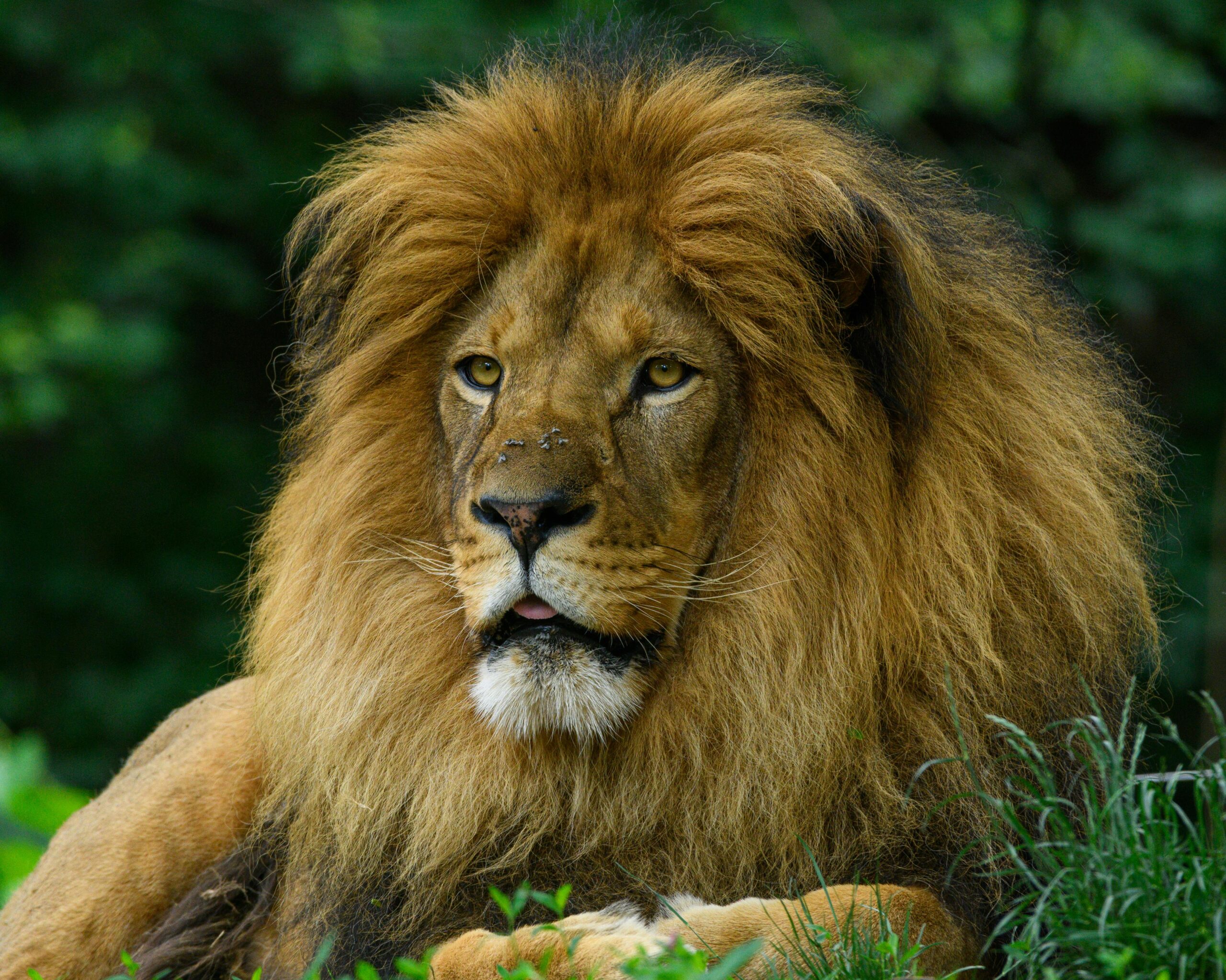Close-up of a lion in the Pittsburgh Zoo showcasing its majestic mane.